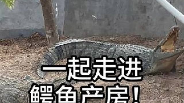 母鳄鱼产卵，有一群大汉守着！ #鳄鱼 #鳄鱼养殖场 #农村生活 #我的乡村生活 #鳄珍