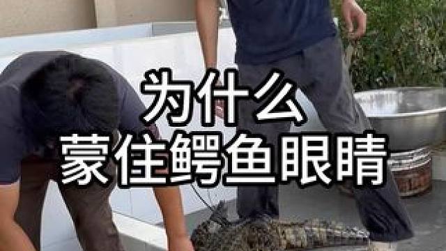 高端的食材往往只需要最简单的烹饪方式！ #农村生活 #鳄鱼 #鳄珍