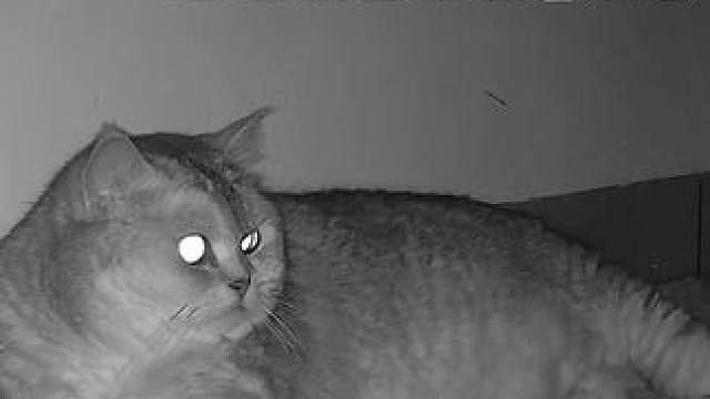 它竟然愿意睡席子也！今晚是最后一次用这个有陪全自动猫砂盆咯 #监控下的一幕 #总有美好在此间 #它真