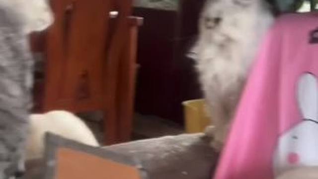 #猫咪打架现场 哈哈哈