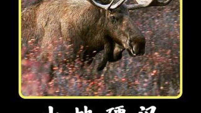 老汤姆艰难时刻 #纪录片 #户外 #科普一下 #丛林求生纪录片