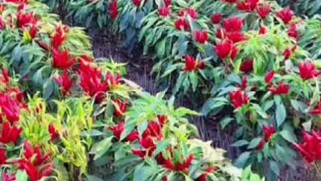 #分享生活小妙招 #小妙招 #经验分享 #好物推荐 #种菜