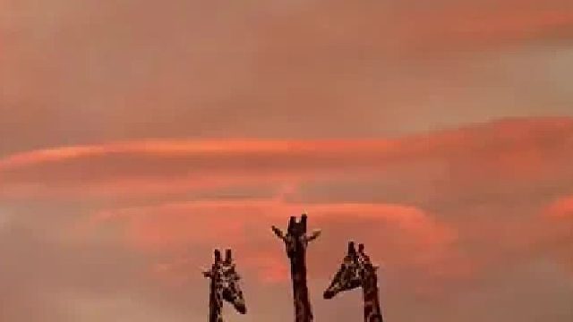 094绿色的油炸全羊你见过吗，我的老表又添硬菜，全羊大杂烩