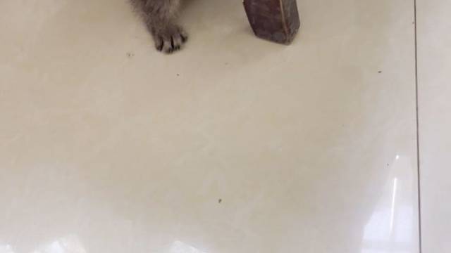 你在干什么，大傻春