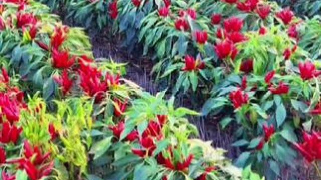 #分享生活小妙招 #小妙招 #经验分享 #好物推荐 #辣椒