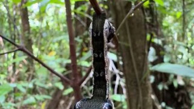 赫摩里奥普雷斯毛毛虫 #国外视频分享 #奇妙的动物 #昆虫世界