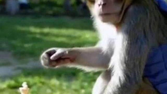 Sora生成的猴子下国际象棋视频，太逼真了#这是只有文化的猴 
OpenAI（就是发布chatgpt