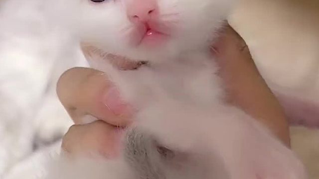 感觉有了眉毛以后特别有喜感呢。#小奶猫的成长日记 #猫咪的迷惑行为