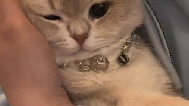 肖胖的夏天要来喽！#小猫日记