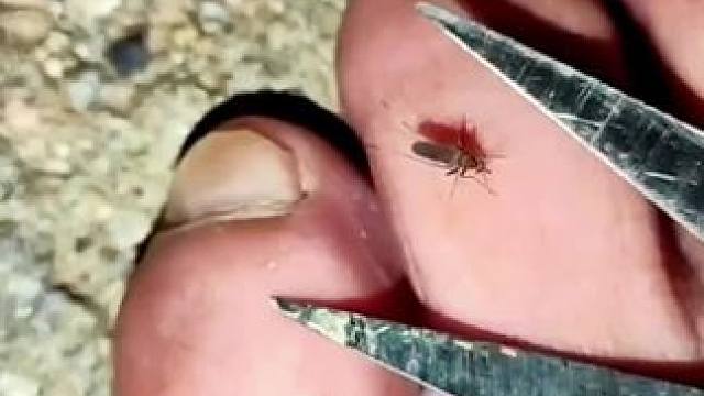 #生活小妙招 #实用小技巧 #驱虫 #驱虫的妙招 #杀飞虫小妙招