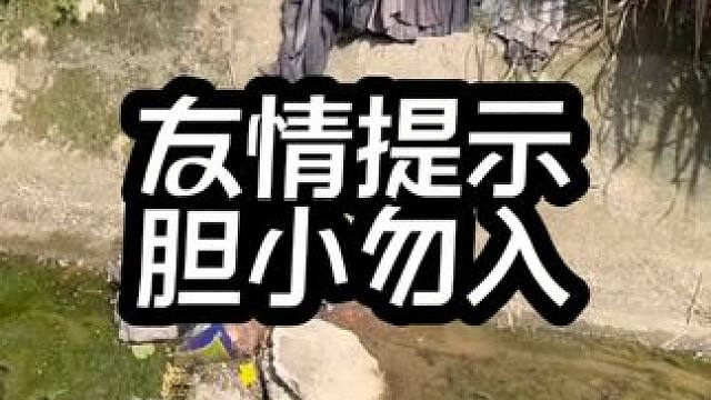 #真实户外 #这是什么动物有人认识吗 #万物有灵