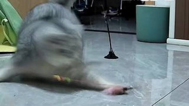 今晚用新猫砂盆啦！ 