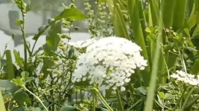 村里小河垂钓，惬意 #野钓 #大板鲫 #爆护 #热点 #钓鱼