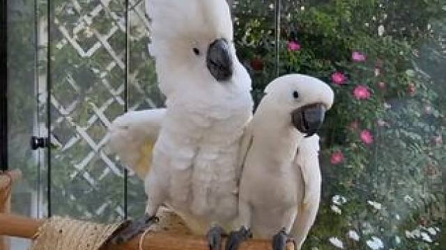 鸟中哈士奇 #国外视频分享 #奇妙的动物 #宠物