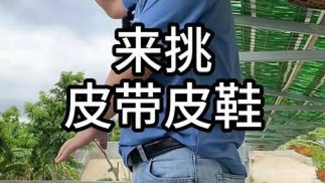 快来挑选你的皮带皮鞋! #鳄鱼#鳄鱼养殖场 #鳄珍