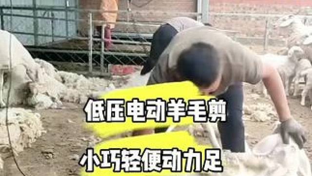 #剪羊毛 #久昂羊毛剪 #养羊人