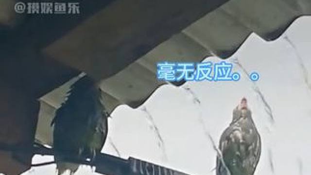 原来鸟类也有犟种 #热点 #热点小助手 #鸟 #搞笑动物