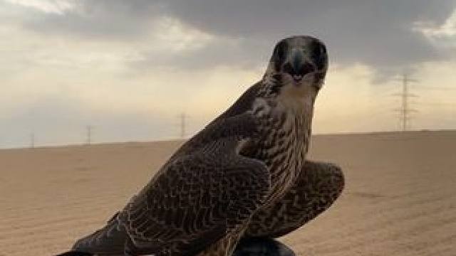 阿拉伯土豪的海东青空战胜利 #国外视频分享 #海东青 #国外合法拍摄