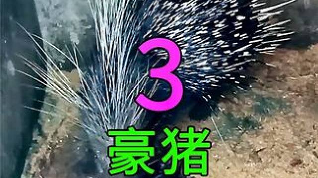 <第3/3集>豪猪的养殖奥秘，浑身带刺，最霸气的猪#纪录片充电计划 