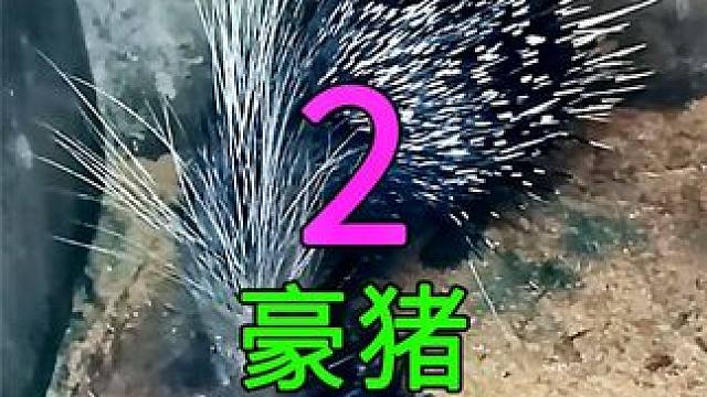 <第2/3集>豪猪的养殖奥秘，浑身带刺，最霸气的猪#纪录片充电计划 