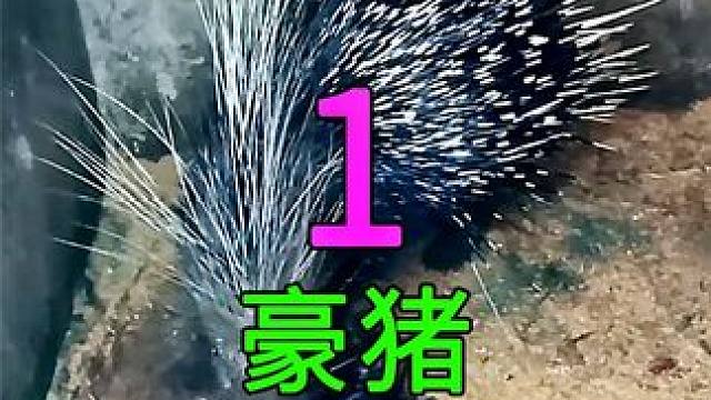 <第1/3集>豪猪的养殖奥秘，浑身带刺，最霸气的猪#纪录片充电计划 