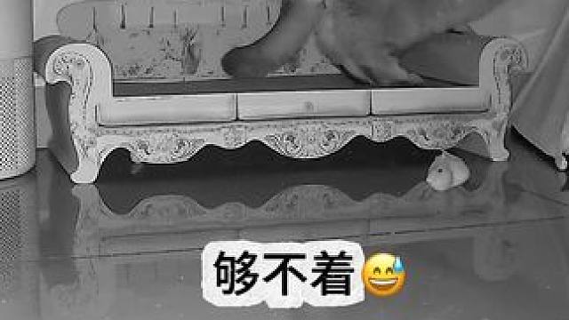 提前在门口等它爹，一起回房间睡觉觉 