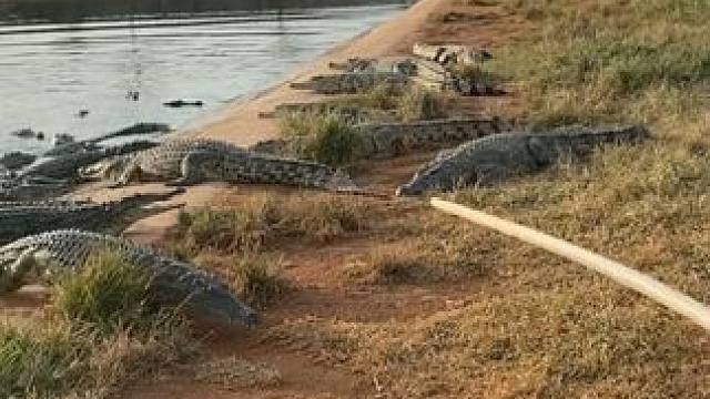 男人就要有一根好的鳄鱼皮带 #鳄珍 #鳄鱼皮带