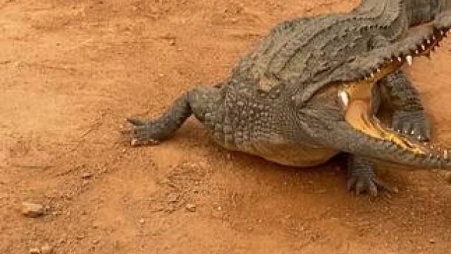 鳄鱼皮带正在直播中：皮带有价，情谊无价，送人送礼就送鳄鱼皮带 #鳄珍#鳄鱼皮带