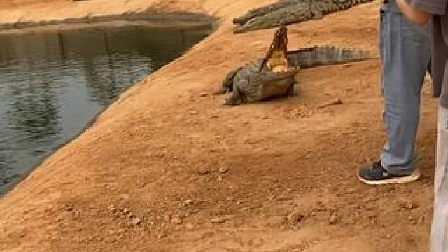 不管是通勤出差、结婚宴请，一条鳄鱼皮带拿捏你的所有重要场合！ #鳄珍#鳄鱼皮带