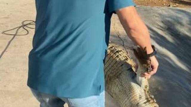 国产鳄鱼皮，皮革里的黄金，男人需要的一款鳄鱼皮带，低调有排面 #鳄珍#鳄鱼皮带