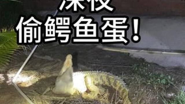 昨晚来偷蛋了，真刺激！ #鳄鱼 #鳄珍 #皮带