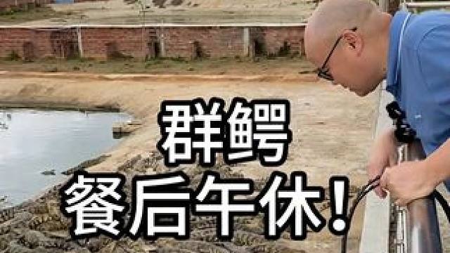 哪位壮士敢拥抱这群大宝贝！ #鳄鱼 #鳄鱼养殖场 #农村生活