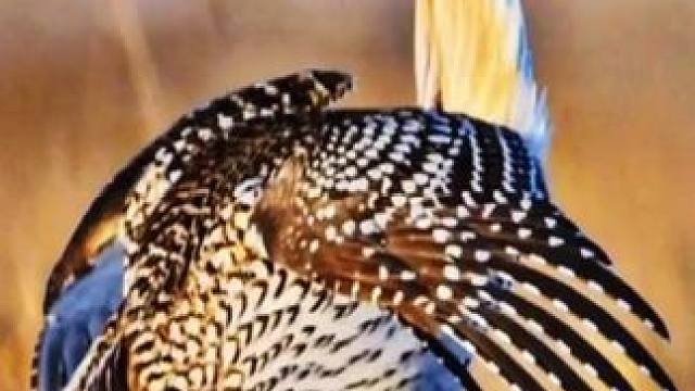 #国外视频分享 #尖尾松鸡 #烫脚舞原型鸟