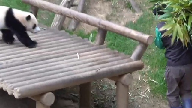 爷爷你太过分了，居然把我挂起来