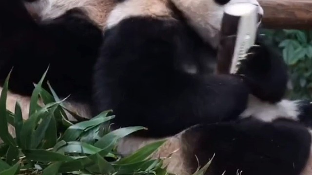 哈哈，笑死了，爱宝的各种小动作真的太可爱