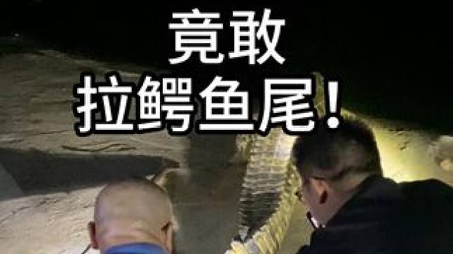 龙年来拔一下鳄鱼尾巴！ #鳄鱼 #鳄珍 #皮带