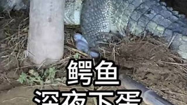 看看鳄鱼产卵的过程！ #鳄鱼 #鳄珍 #皮鞋