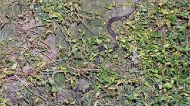 户外晚上到处都是干梭梭，一不小心就踩到，黄鳝也多，逮得真过瘾 #我的乡村生活 #户外 #农村生活 #