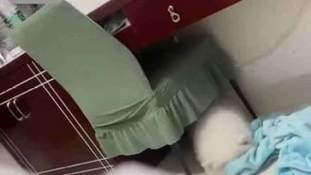 这是要萌翻天下人#狗狗 #萌宠出道计划 #萌化了 #保持乐观心态拥抱每一种生活