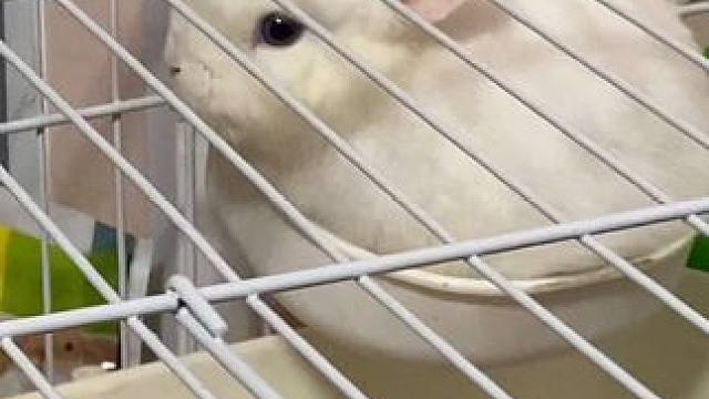 宝宝你是一碗小兔子