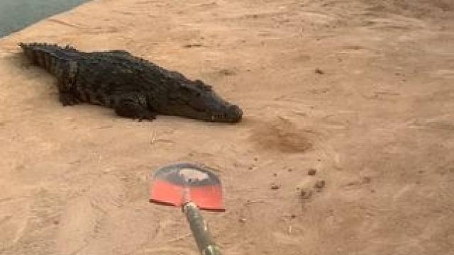 五一了奖励鳄鱼一铁锹