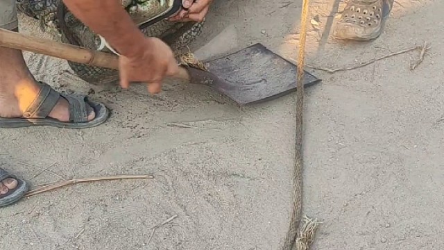 国内顶尖捕鳄人。