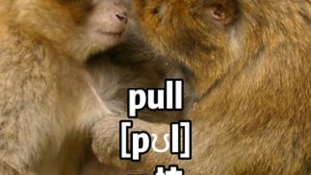 沉浸式学英语-猴子在抓啥 #英语启蒙 #零基础英语