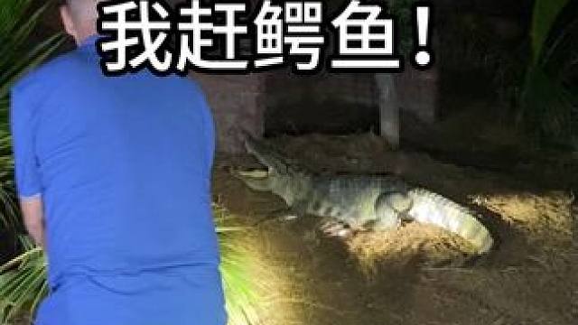 别人赶海，我赶鳄鱼！ #鳄鱼 #鳄珍 #皮带