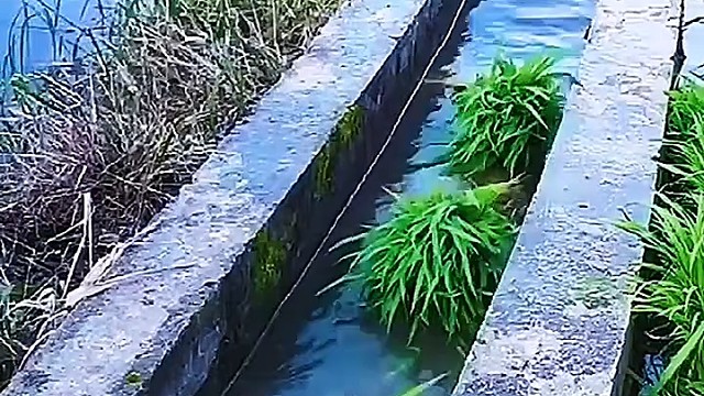 在劳动中，变成巧干[玫瑰]