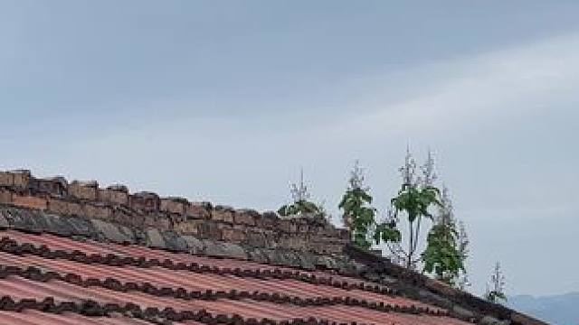 #这是什么动物有人认识吗 #农村生活 #回村的生活 #这大概就是爬山的魅力吧