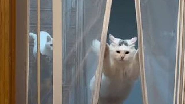 不同的不同开门方式#记录猫咪日常 #会开门的猫