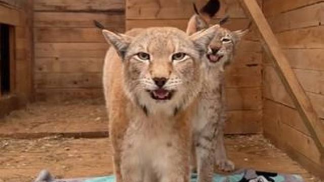 战斗民族美女的宠物猞猁 #国外视频分享 #奇妙的动物 #宠物