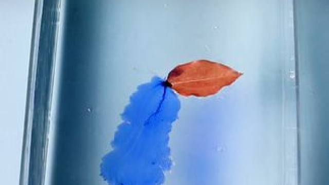 假期该怎么玩才有意义呢？快陪孩子一起玩转科学小实验吧#科学小实验 #亲子游戏 #涨知识