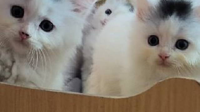 4只狮子猫找领养，仅限上门自提，纯交朋友#免费领养#常平